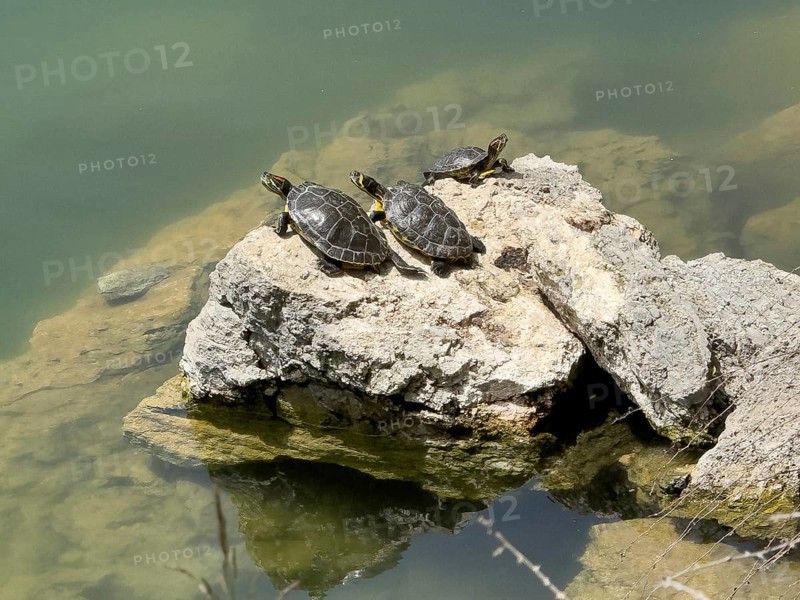 Three turtle specimens left and right Red-eared slider turtle (Trachemys scripta elegans) centre Yellow-eared slider turtle (Trachemys scripta scripta) sunbathing on small rock on shore of 1987 man-made lake on edge of Psiloritis Mountains fed by Votomos spring Votomos Lake Votomos Zaros Lake Zaros Lake Zaros Lake, Zaros, Crete, Greece, Europe