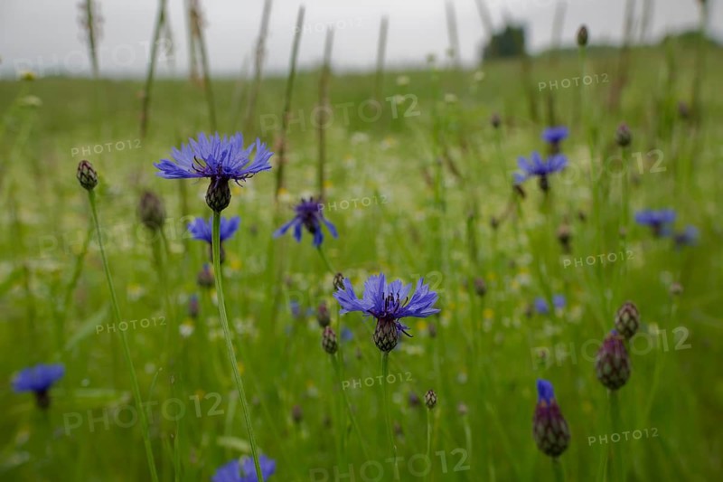 Flowering strip with cornflower, flowering area, field, agriculture, agribusiness, Schwäbisch Hall, Hohenlohe, Heilbronn-Franken, Germany, Europe