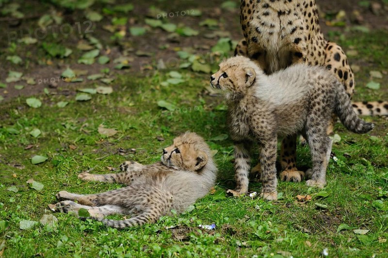 Cheetah (Acinonyx jubatus) cubs in a meadow, captive, occurrence Africa