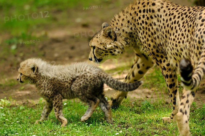 Cheetah (Acinonyx jubatus) mother with young in a meadow, captive, occurrence Africa