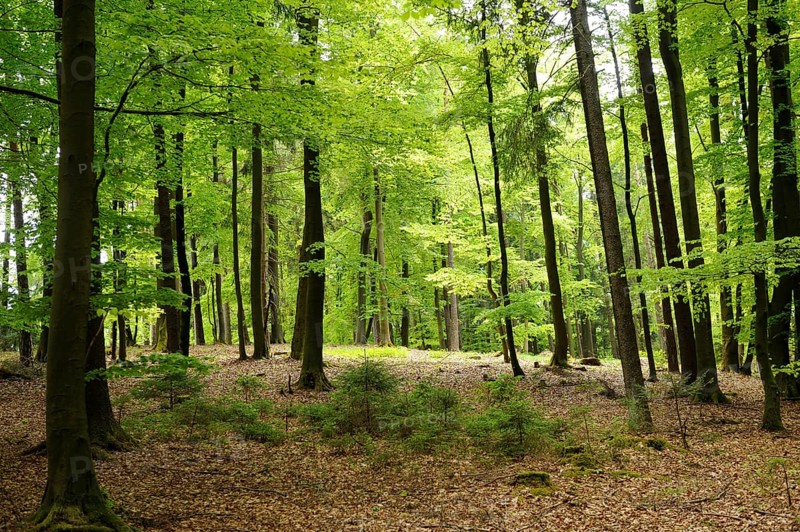 A sunlit forest with tall trees and vibrant green undergrowth, Bavaria