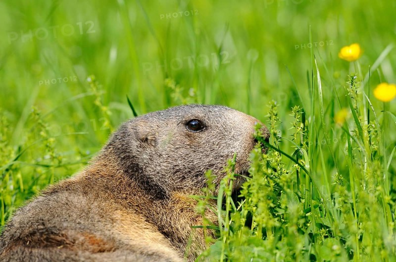 Close-up of an Alpine marmot (Marmota marmota) in a flowering meadow, Germany, Europe
