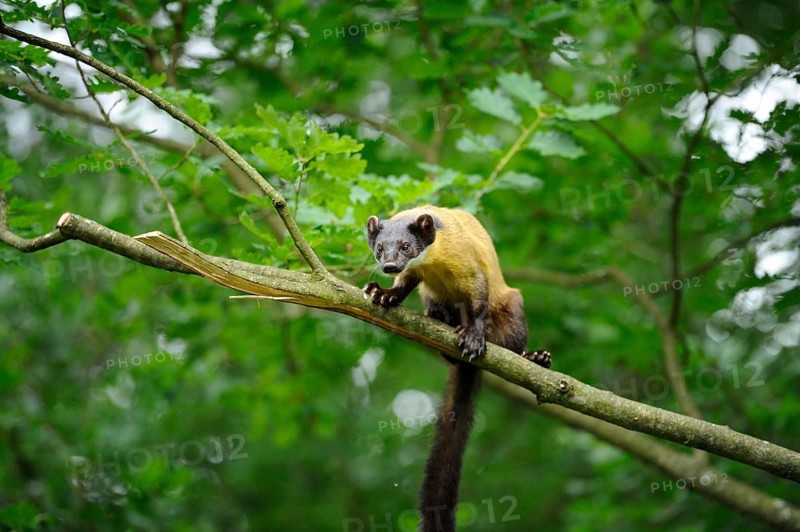 Yellow-throated marten (Martes flavigula) in a forest, captive