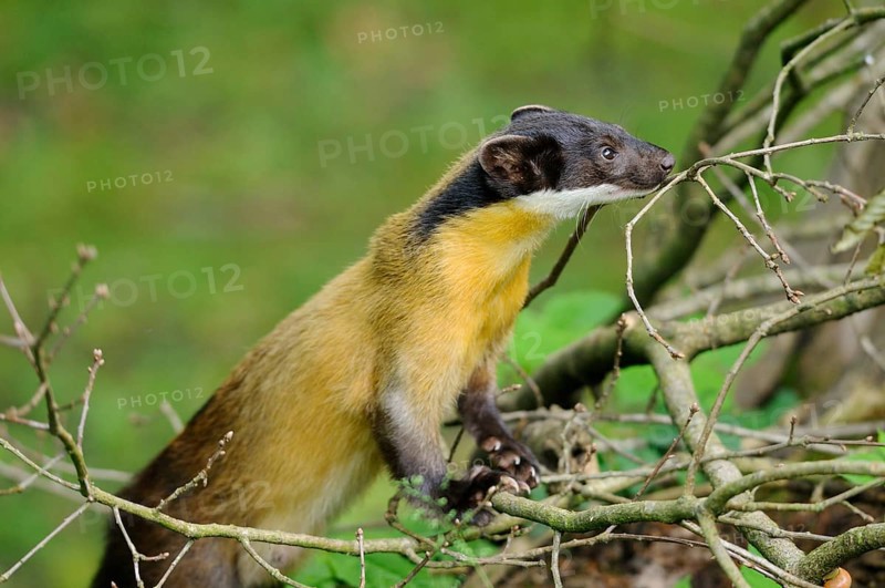 Yellow-throated marten (Martes flavigula) in a forest, captive
