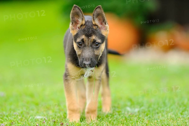 A cute German Shepherd Shorthair puppy runs on the green grass, Bavaria