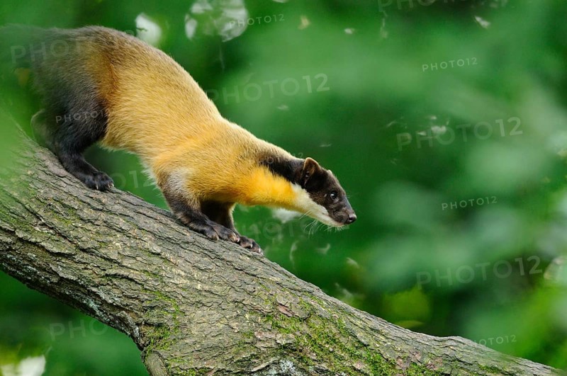 Yellow-throated marten (Martes flavigula) in a forest, captive