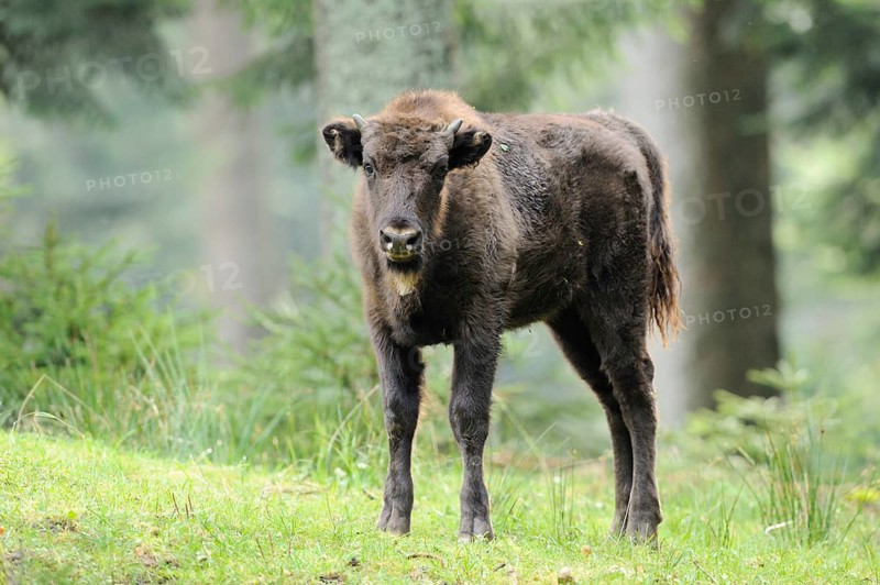 European bison (Bison bonasus) calf standing in a forest, Bavarian Forest National Park