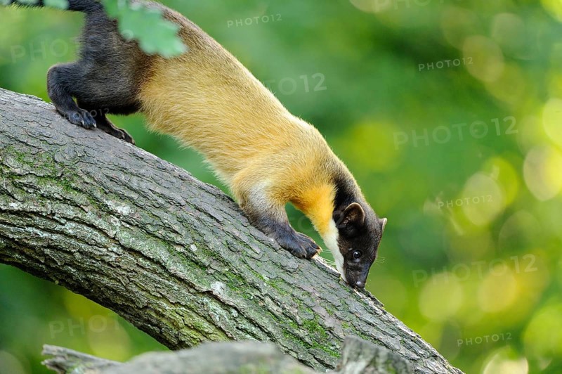 Yellow-throated marten (Martes flavigula) in a forest, captive