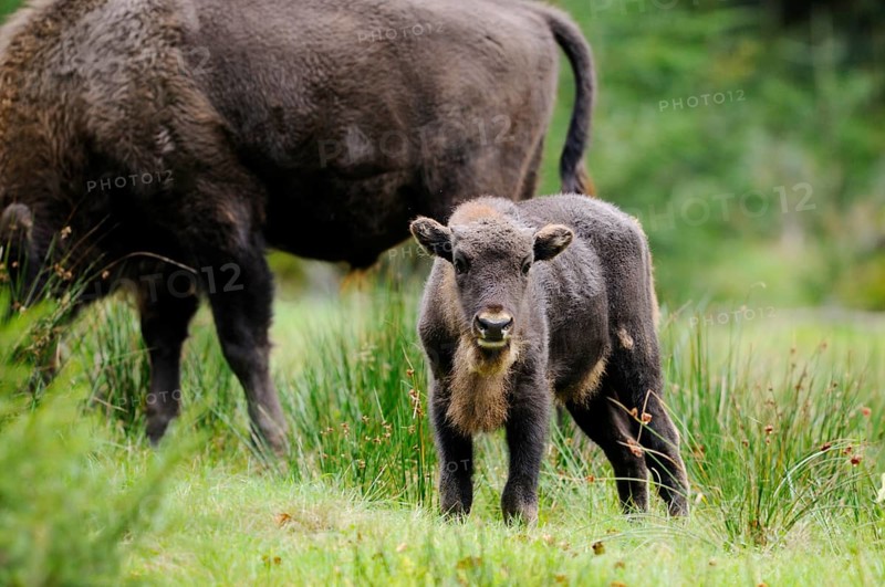 European bison (Bison bonasus) calf standing in a forest, Bavarian Forest National Park