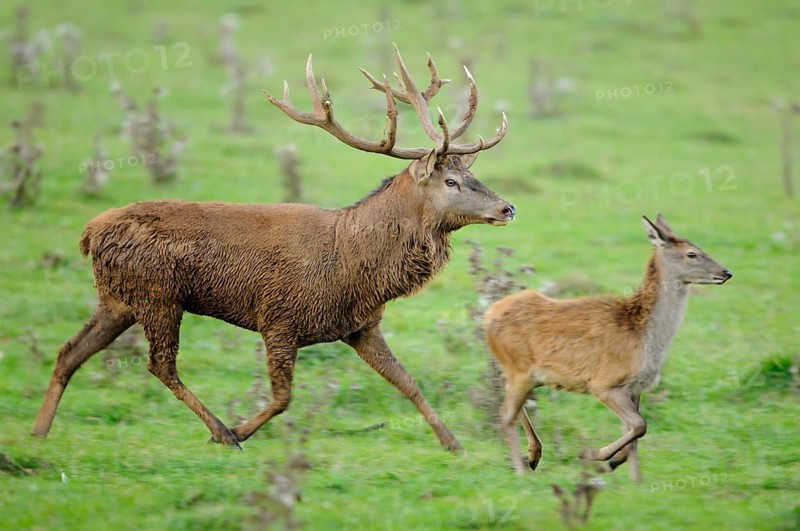 Red deer (Cervus elaphus) male running behind a doe in a forest clearing during the rutting season, Bavaria
