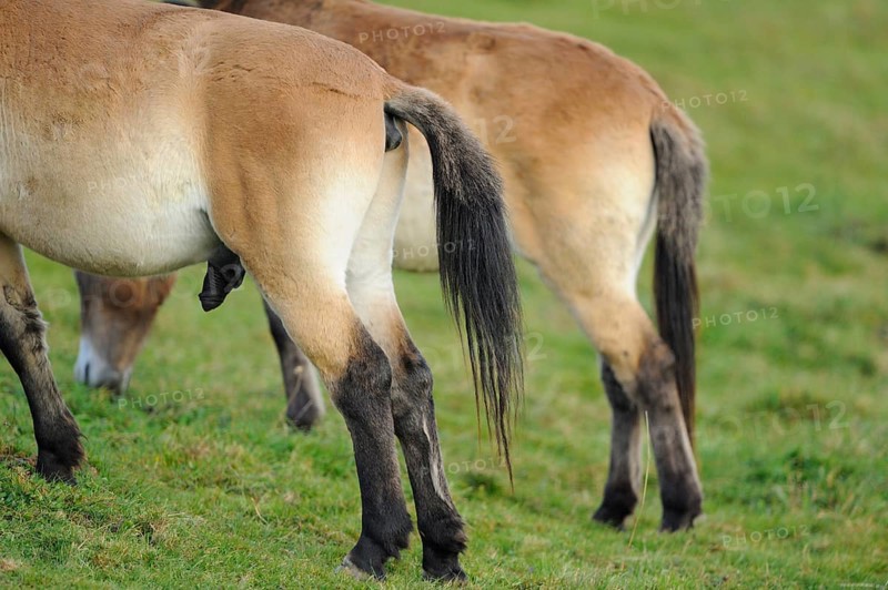 Przewalski's horse (Equus ferus przewalskii) Hintern auf einer Wiese, Bayern
