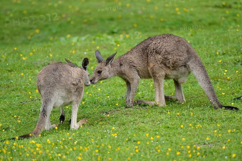 Two Eastern grey kangaroos (Macropus giganteus) kissing on a meadow on a rainy day