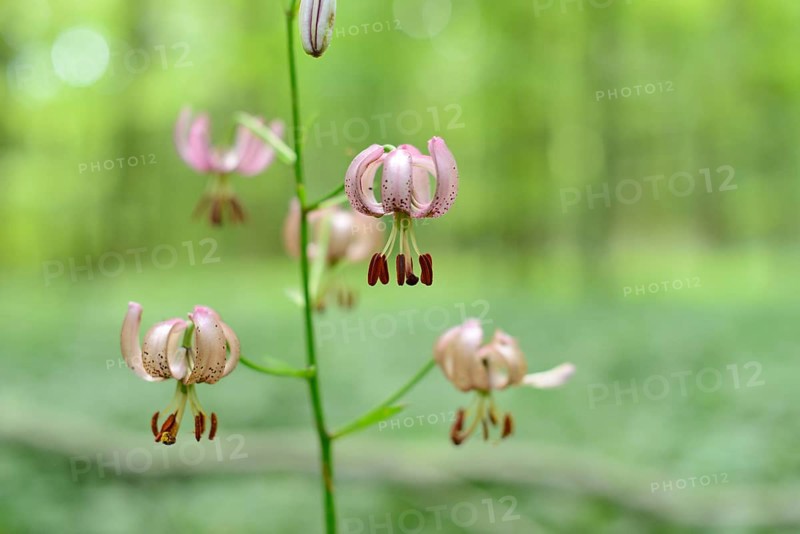 Close-up of a Martagon lily (Lilium martagon) flowering in a forest surrounded by green foliage, Upper Palatinate