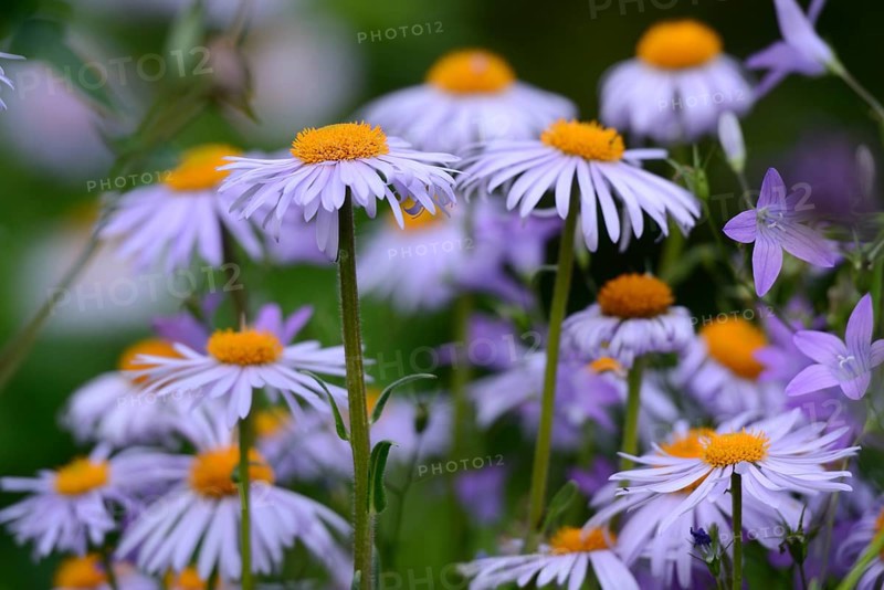 European Michaelmas daisy (Aster amellus) blooms in a garden, Bavaria