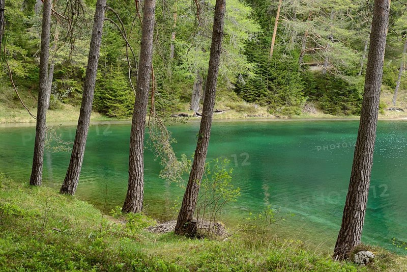 Several trees stand along the shore of a turquoise-blue lake, dense forest in the background, Grüner See, Styria