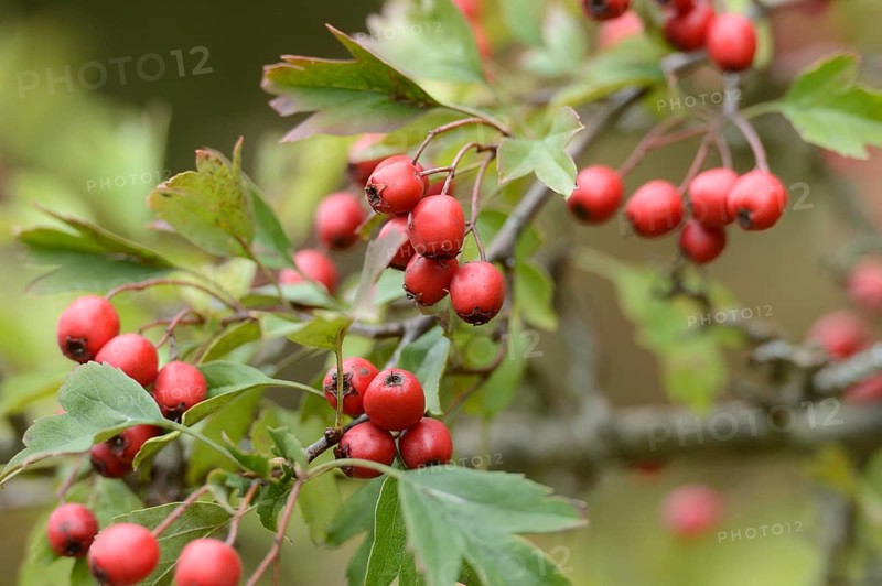 Common hawthorn (Crataegus monogyna) berries on a branch, Bavaria