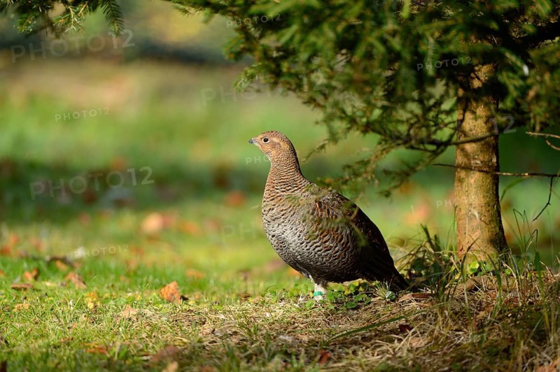 Close-up of a Black Grouse or Blackgame (Tetrao tetrix) in autumn in the bavarian forest
