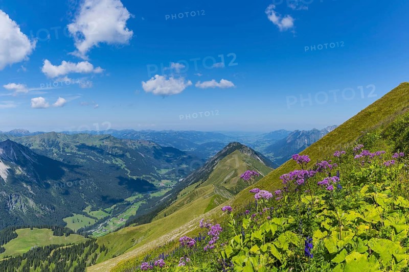 Alpendostyles (Adenostyles) and aconite (Aconitum napellus), on the Wildengundkopf, 2238m, Allgäu Alps, Bavaria, Germany, Europe