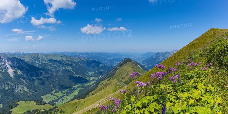 Alpendostyles (Adenostyles) and aconite (Aconitum napellus), on the Wildengundkopf, 2238m, Allgäu Alps, Bavaria, Germany, Europe