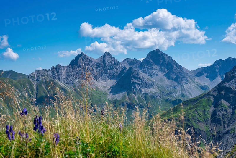 Monkshood, (Aconitum napellus), on the Wildengundkopf, 2238m, behind Grosser Krottenkopf, 2656m, Allgäu Alps, Bavaria, Germany, Europe