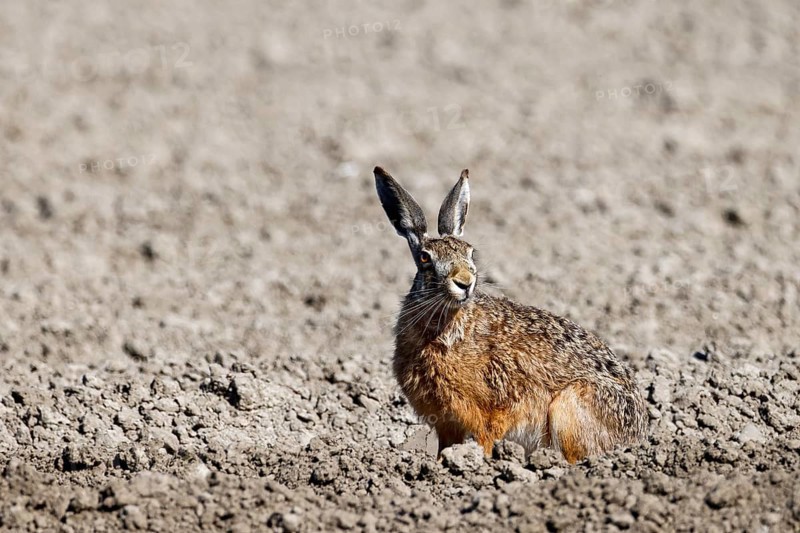 European hare (Lepus europaeus) on a freshly ploughed, vegetation-free field, North Sea coast, Schleswig-Holstein, Germany, Europe