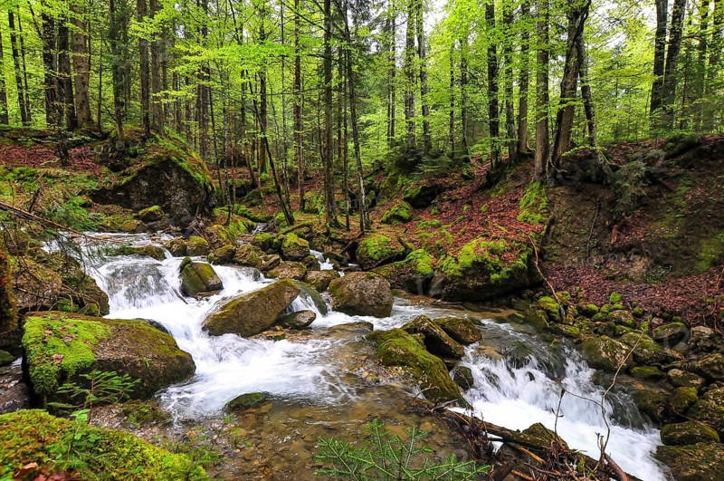 Spring at the Steigbach in the Steigbachtobel near Immenstadt in Oberallgäu, Bavaria, Germany, Europe