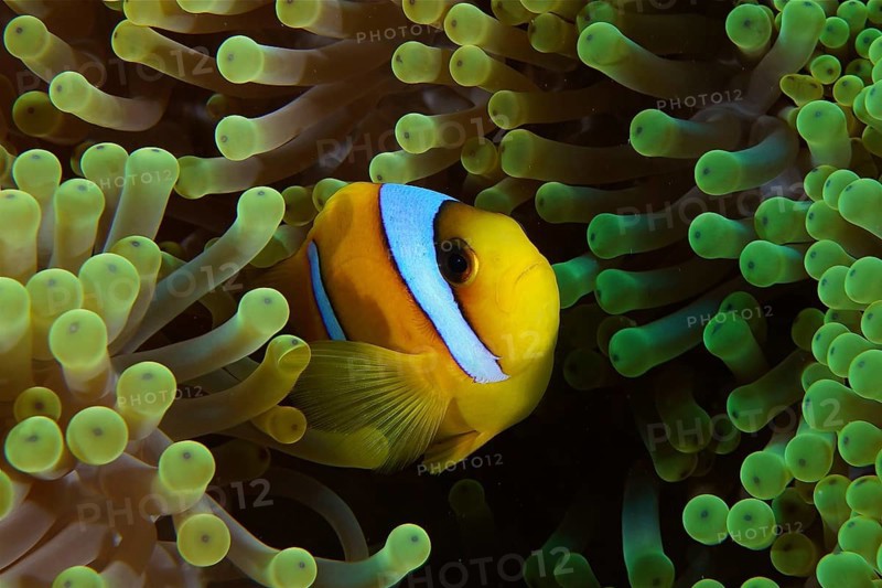 Red sea clownfish (Amphiprion bicinctus), clownfish hiding in a green sea anemone. Dive site Daedalus Reef, Egypt, Red Sea, Africa