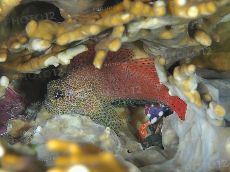 A colourful fish, leopard crested tusk (Exallias brevis), hides between net fire corals (Millepora dichotoma) . Dive site House Reef, Mangrove Bay, El Quesir, Red Sea, Egypt, Africa