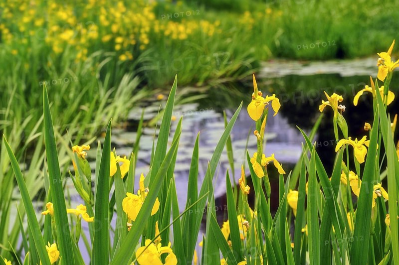 Beautiful yellow flag water irises Iris pseudoacorous surround a pond in the spring time