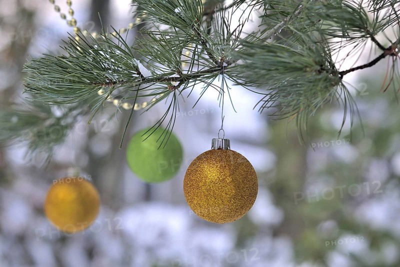 Three round gold and green Christmas ornaments and gold garland hang from the boughs of an Austrian pine tree (pinus nigra) with snow on the branches and copy space for a Christmas winter holiday greeting card or other text