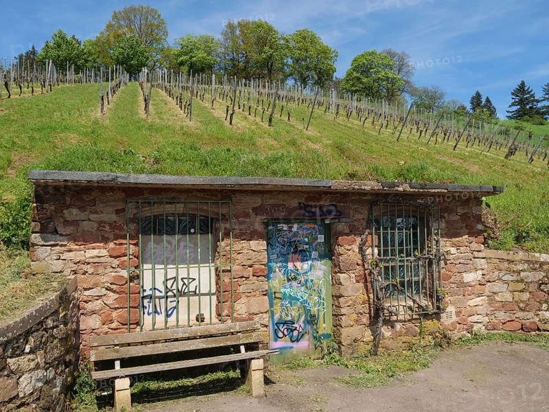 Old shed with graffiti in the middle of vineyards, in front of it a wooden bench, trier, germany