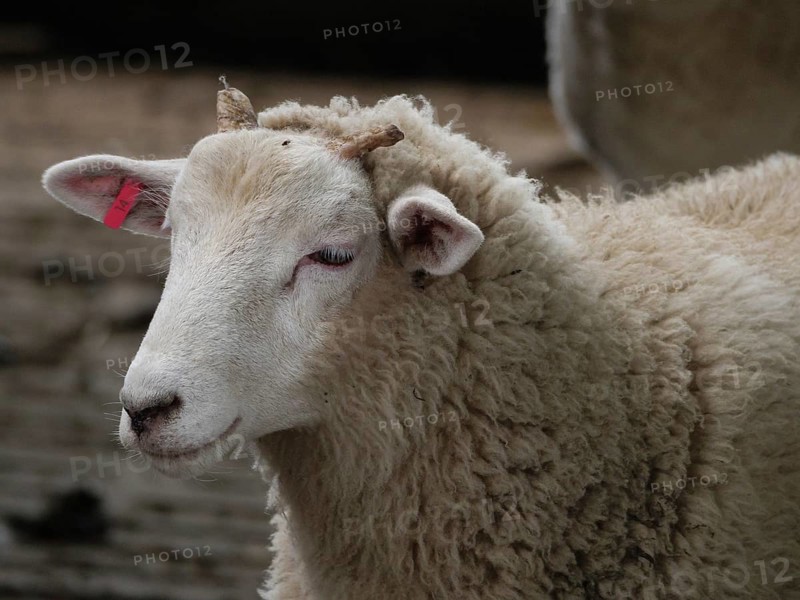 White sheep with ear tag and closed eyes, Borken, North Rhine-Westphalia, Germany, Europe