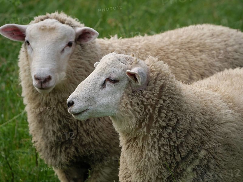 Two sheep with thick wool on a green field, Borken, North Rhine-Westphalia, Germany, Europe