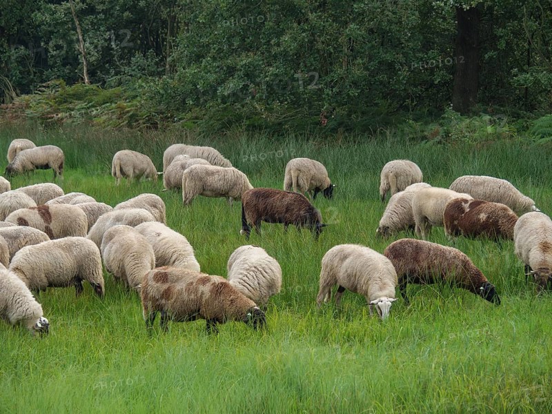 Sheep grazing peacefully on a green meadow in front of a dense forest background, haaksbergen, . netherlands