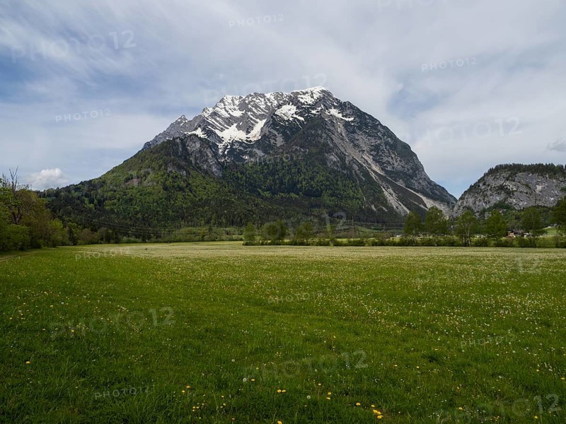 Flower meadow, behind Grimming mountain range, near Irdning, Styria, Austria, Europe
