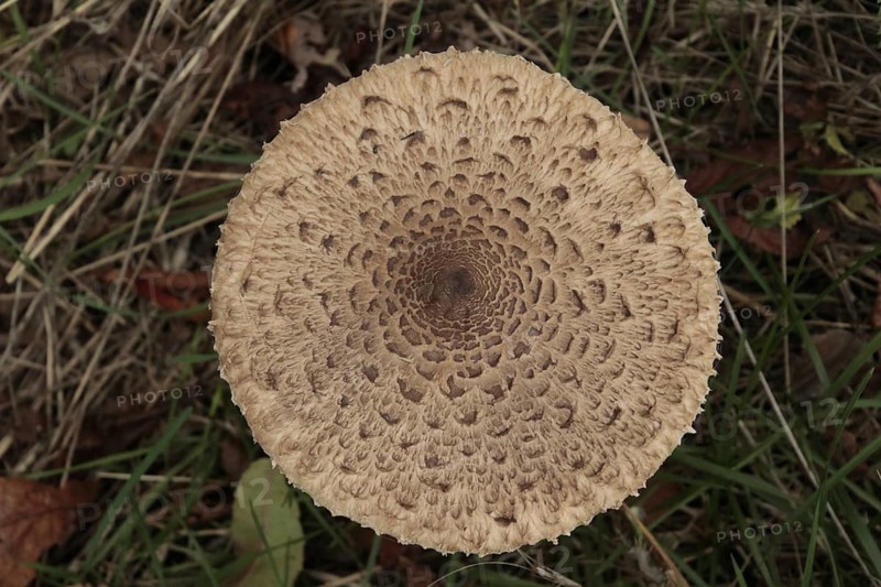 Giant umbrella mushroom, parasol mushroom