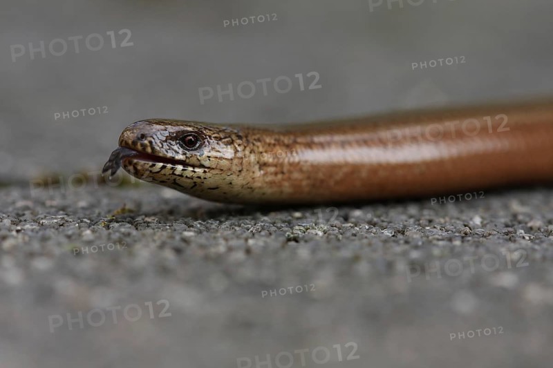 Slow worm, portrait