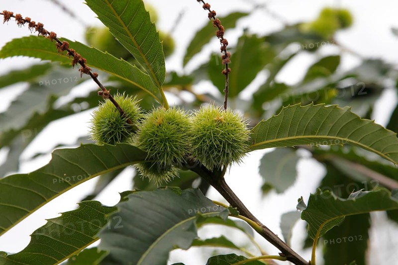 Fruits of the sweet chestnut