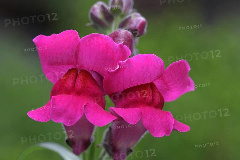 Snapdragon