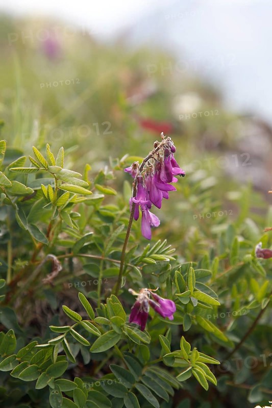 Alps sweet clover