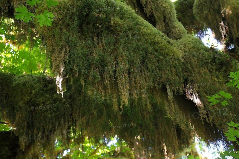 Mosses on a tree, Hoh Rain Forest WA
