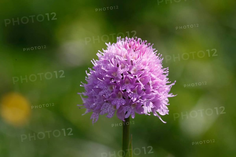Ball orchid, traunsteinera globosa