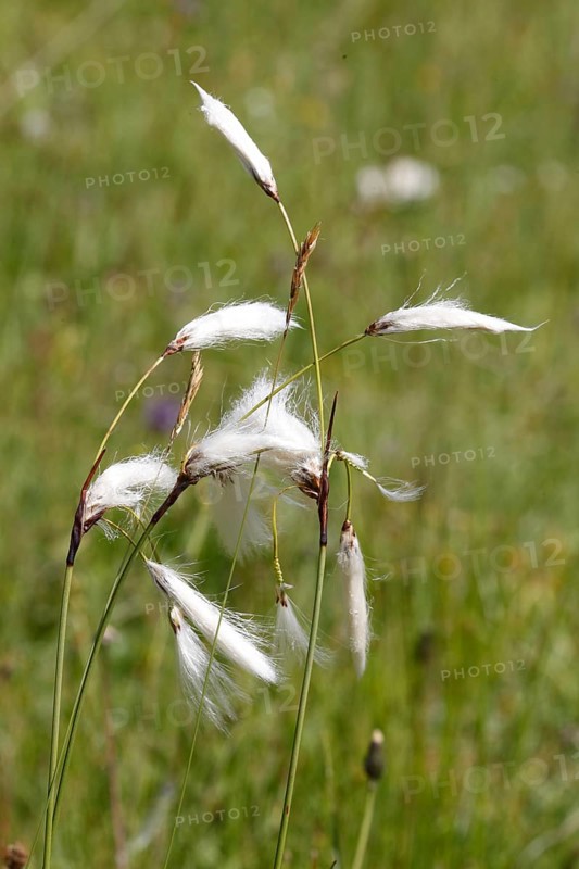 Broad leaved cotton grass, eriophorum latifolium