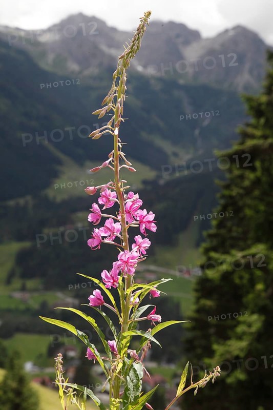 Woodland willowherb, epilobium angustifolium