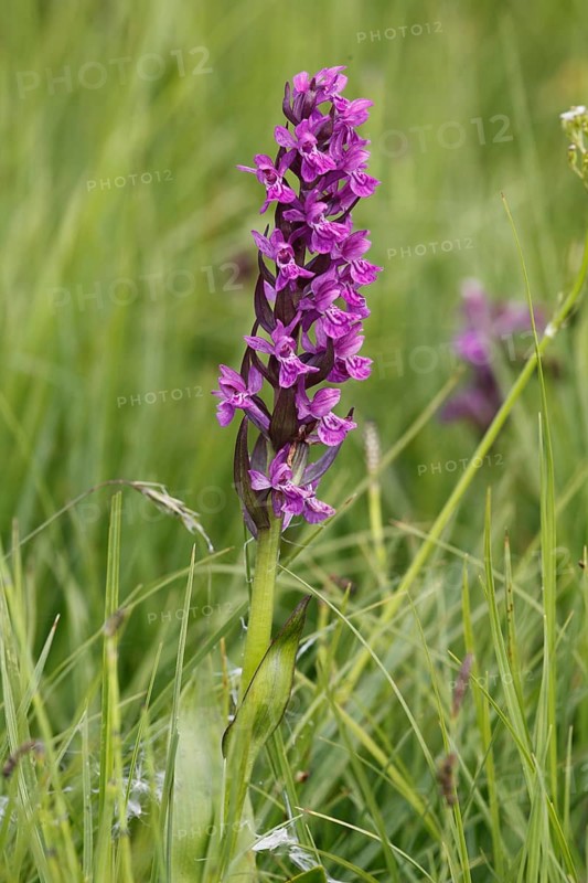 Stately orchid, orchis mascula