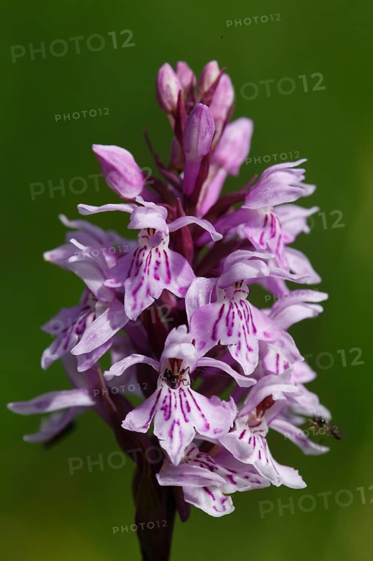 Moorland spotted orchid, dactylorhiza maculata