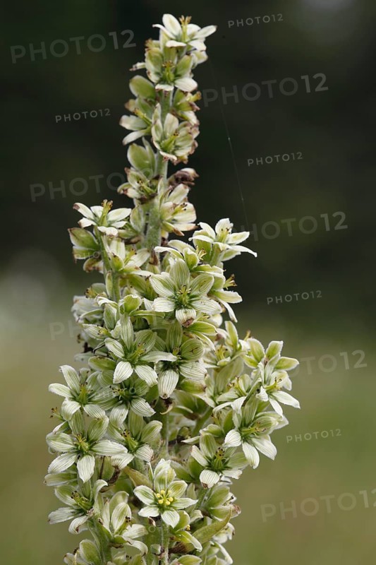 White False Helleborne, veratrum album