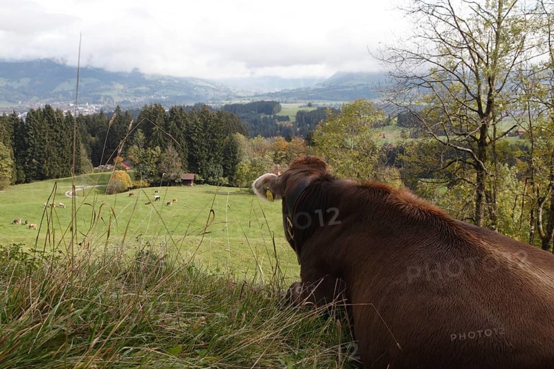 View of the Illertal with cow, Allgäu Braunvieh