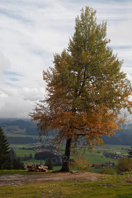 Hikers rest under an old tree in autumn colours