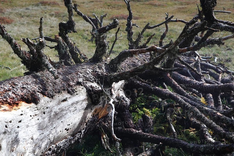 Fallen old tree on the Hornergruppe